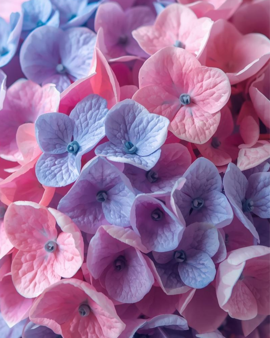 HobbyMania Originals - Pastel Hortensia Bloemen 40x50 cm