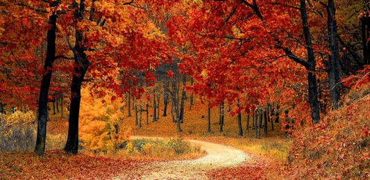 De kracht van creativiteit in de herfst: hoe schilderen helpt tegen herfstdip