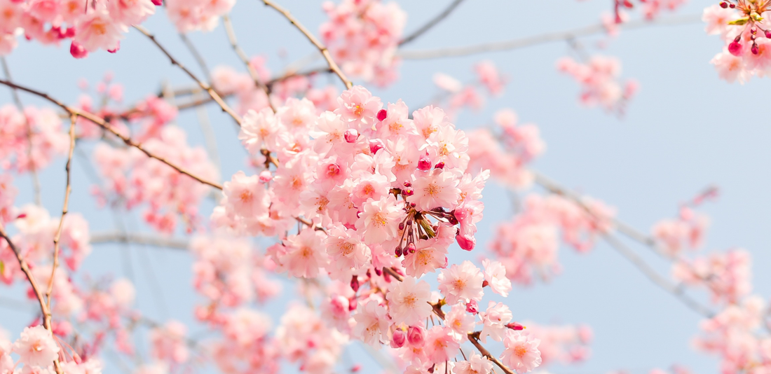 Kersenbloesem, sakura en lente: waarom kleuren op nummer perfect is voor rust in je hoofd